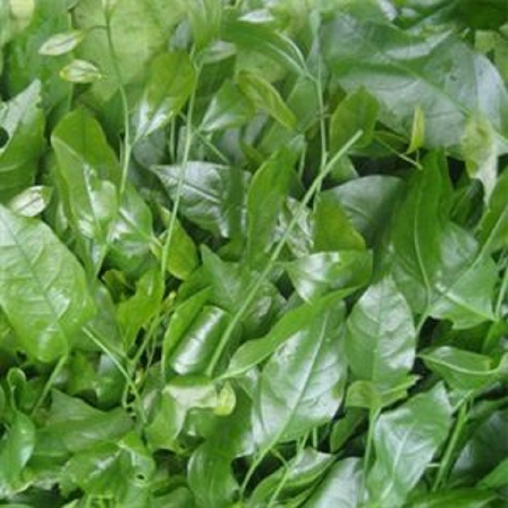 Cây rau Sắng rừng (rau Ngót rừng)