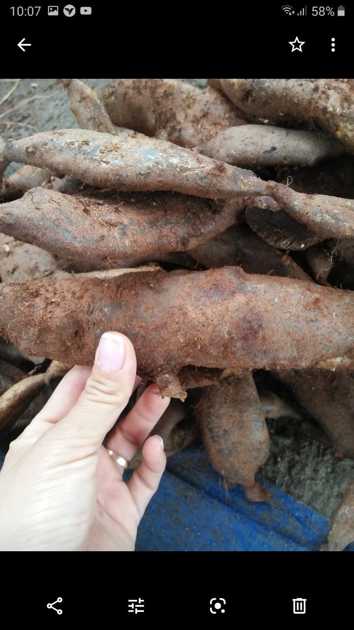 Tắc Kè Đá Tươi 1Kg