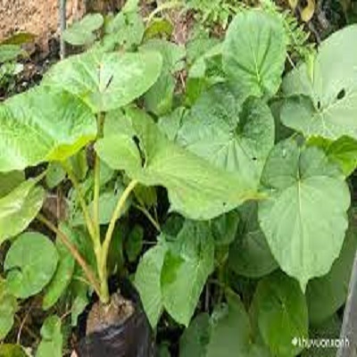 Cây Dổi đất, Dổi ăn Lá - Gia Vị Hay
