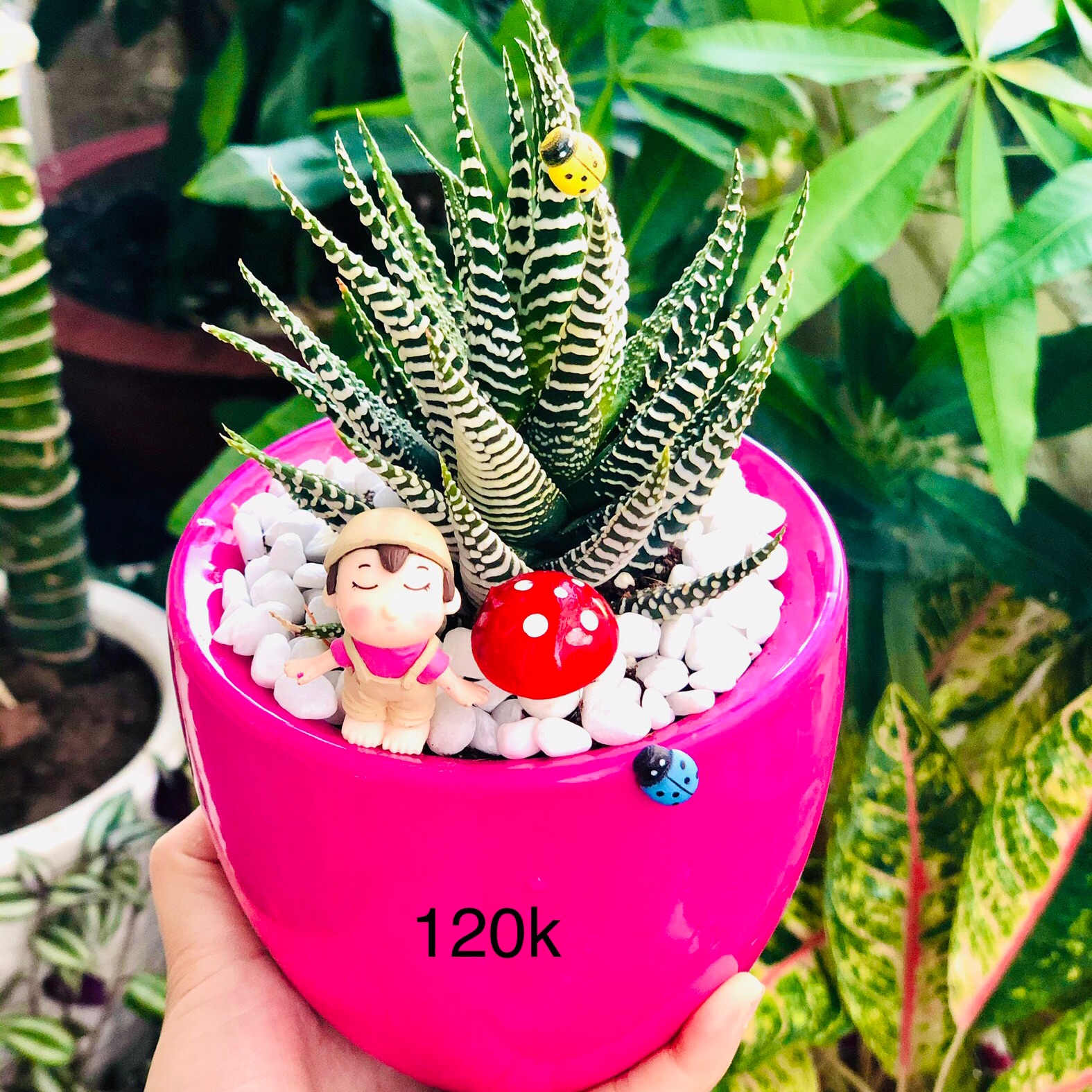 Chậu tiểu cảnh hồng
