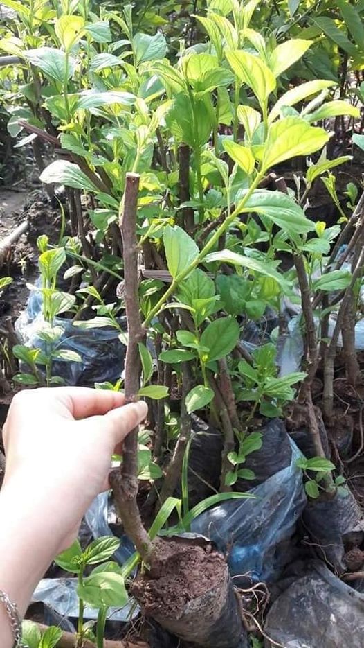 cây giống táo thái
