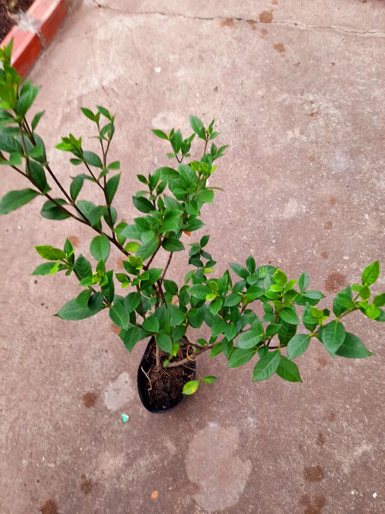 Chậu hoa lài tiểu thư thơm