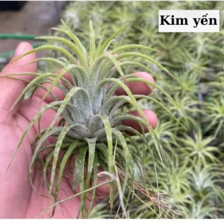 cây không khí thạch thảo lớn (màu đỏ size nhỏ)