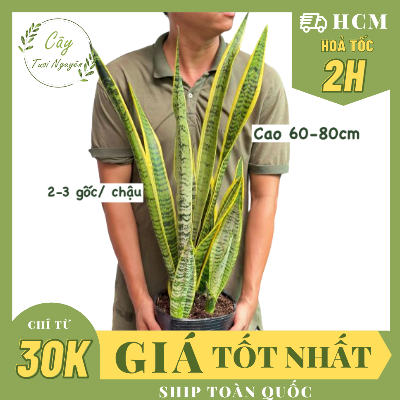 Cây lưỡi hổ thân cao viền vàng ,, cây cảnh trong nhà, kiểng lá mini để bàn văn phòng đẹp