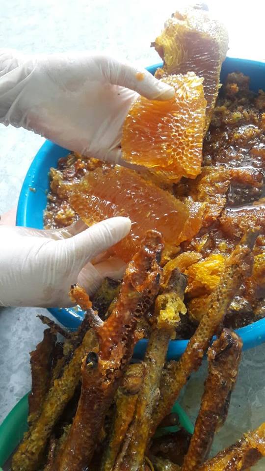 mật ong ruồi nguyên tổ ( r.ừng nguyên sinh Tây Nguyên )