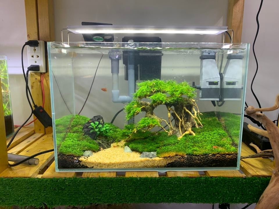 [Nhập RS0822 giảm 30k cho đơn 99k]Cây BONSAI mini cho hồ thủy sinh