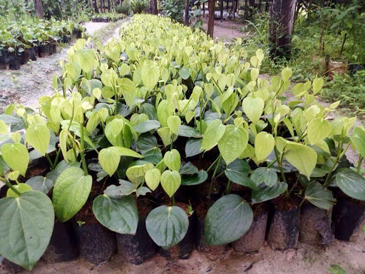 Tiêu giống ăn hạt