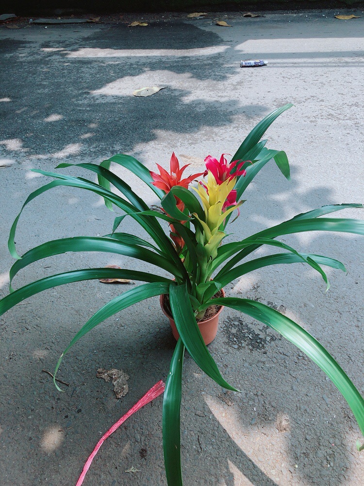Cây Dứa Nến