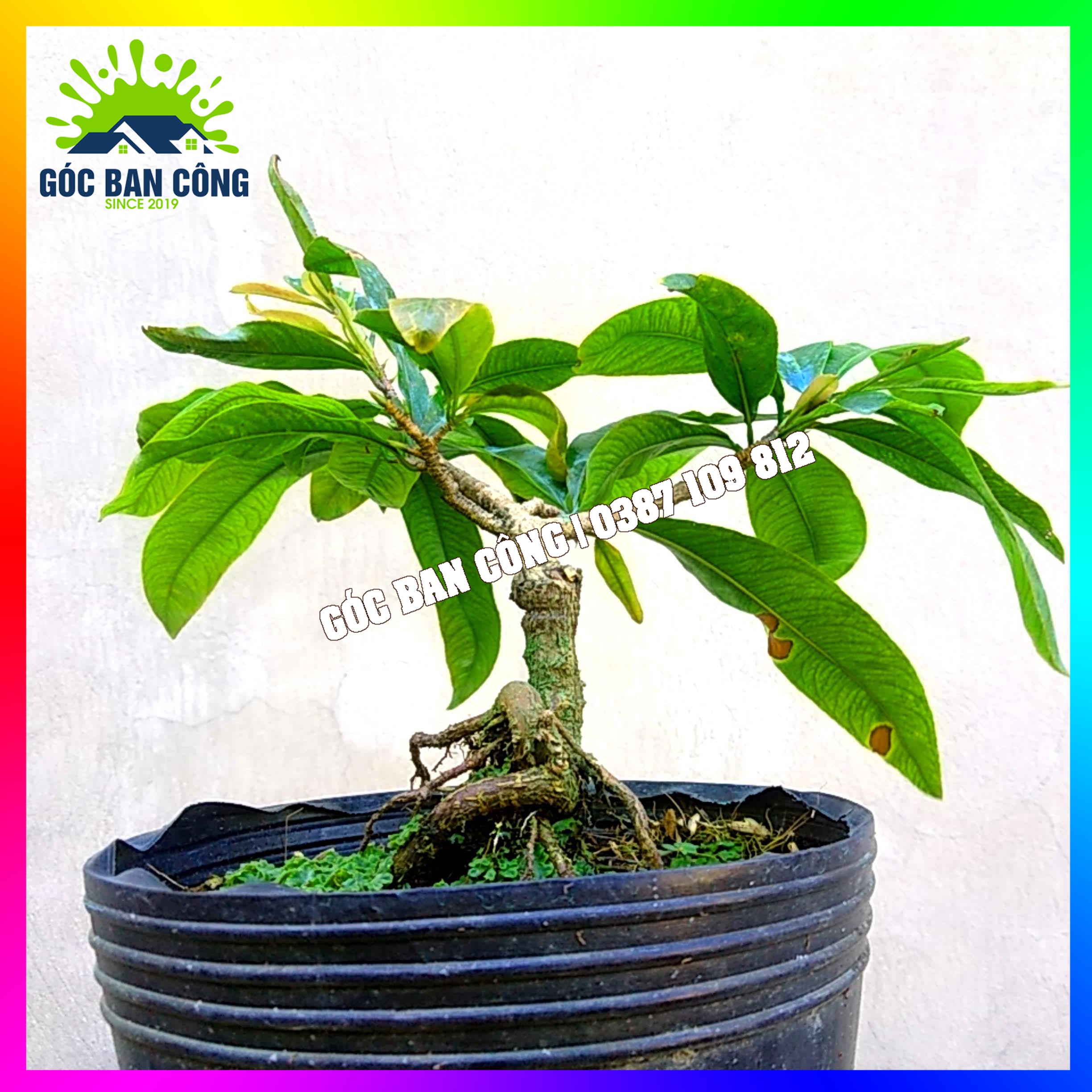 Mai Đại Lộc Bonsai Mini