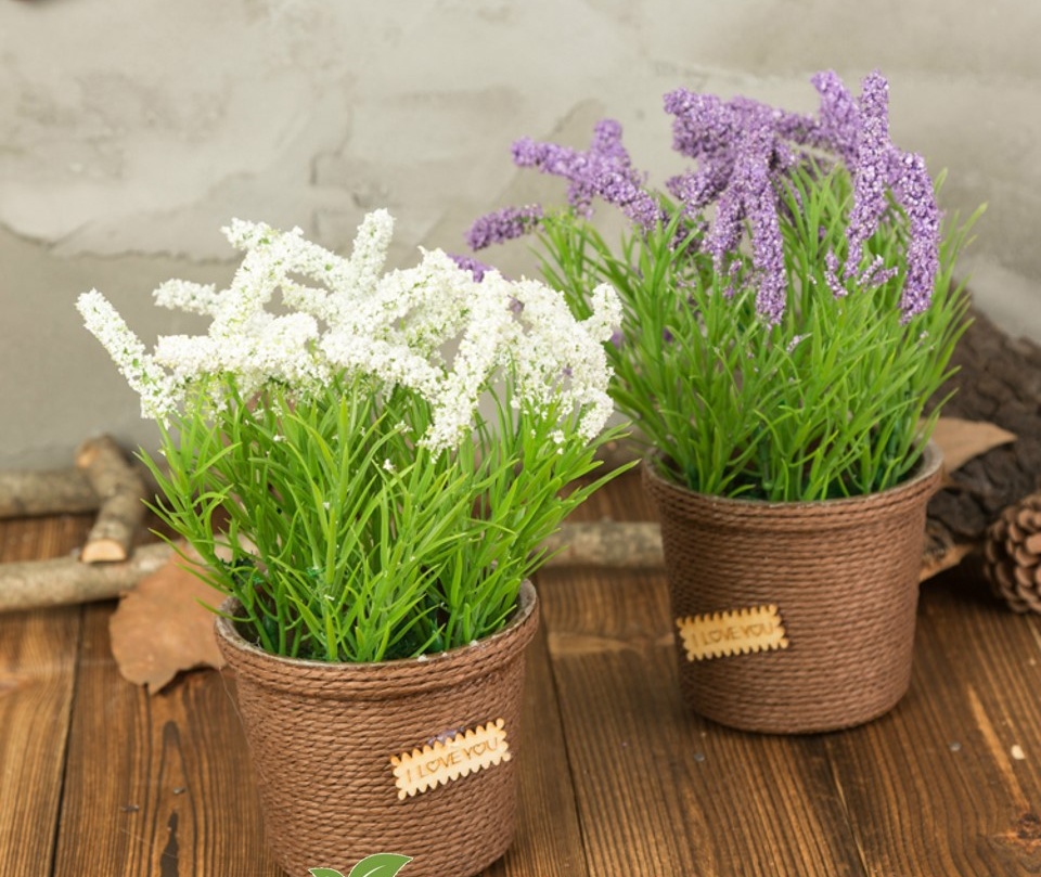 MA375 Hạt hoa oải hương tuyết (Ellagance Snow Lavender) 30 hạt