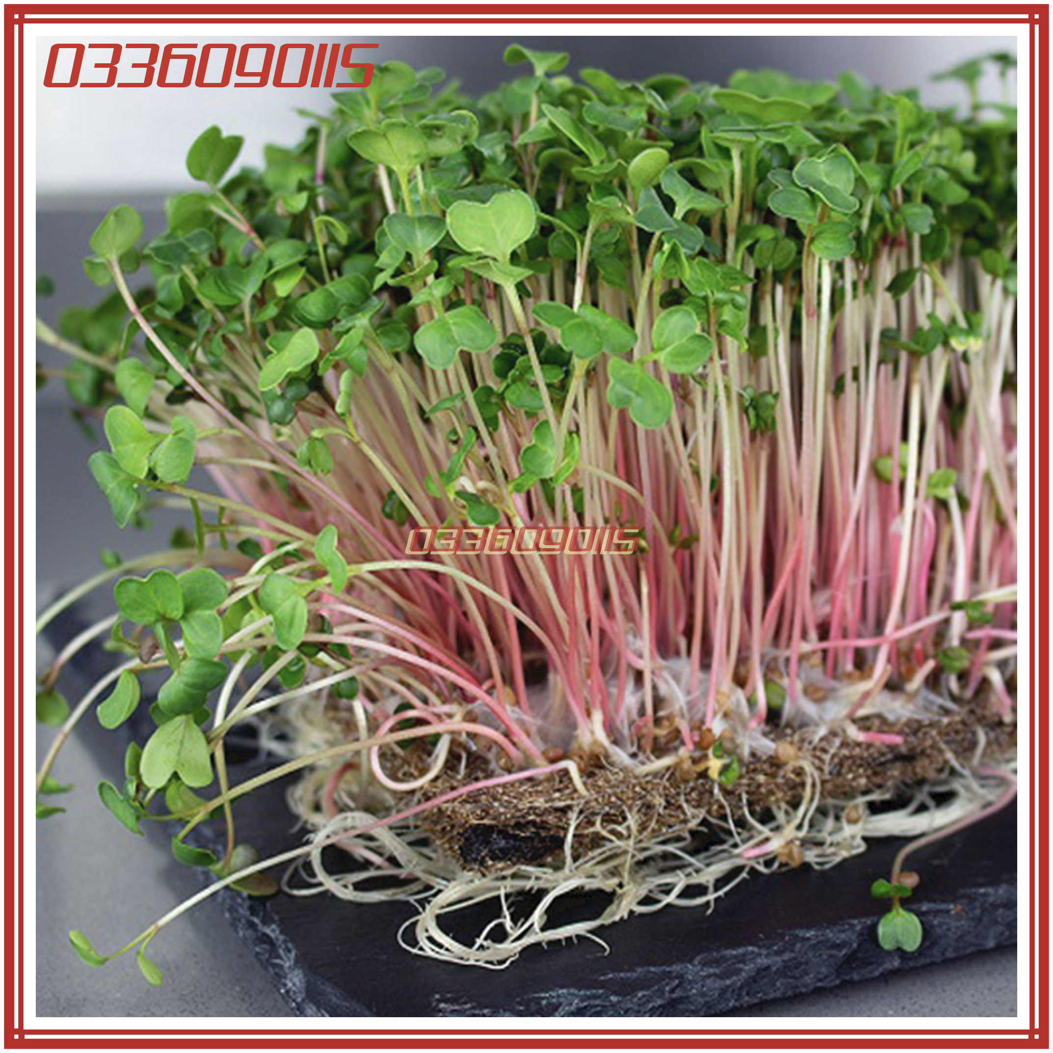 Bộ 3 gói 50g/gói Hạt rau mầm rau Củ cải Đỏ - Hạt chất lượng tuyển chọn loại 1