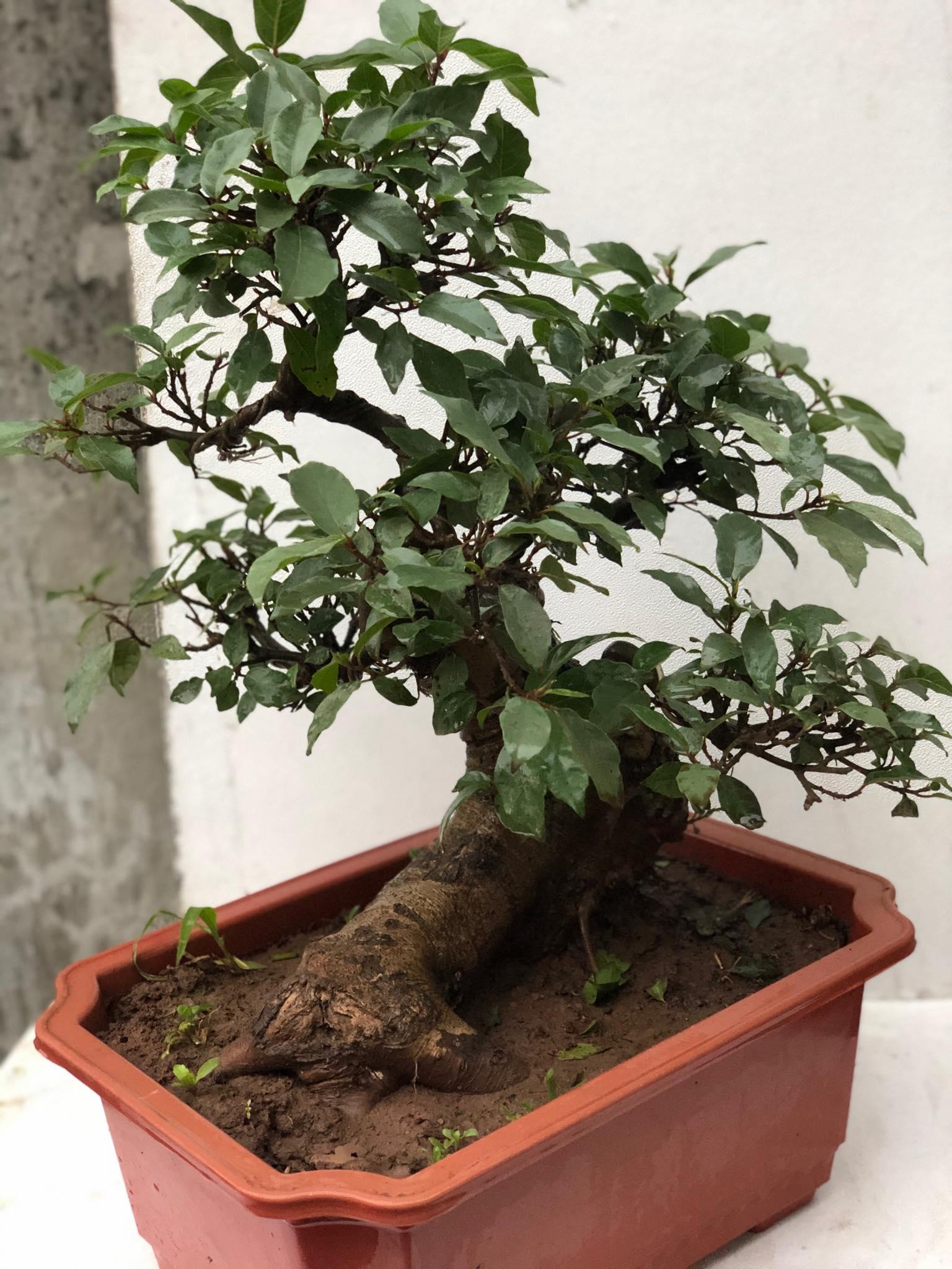 Cây sung bonsai 3
