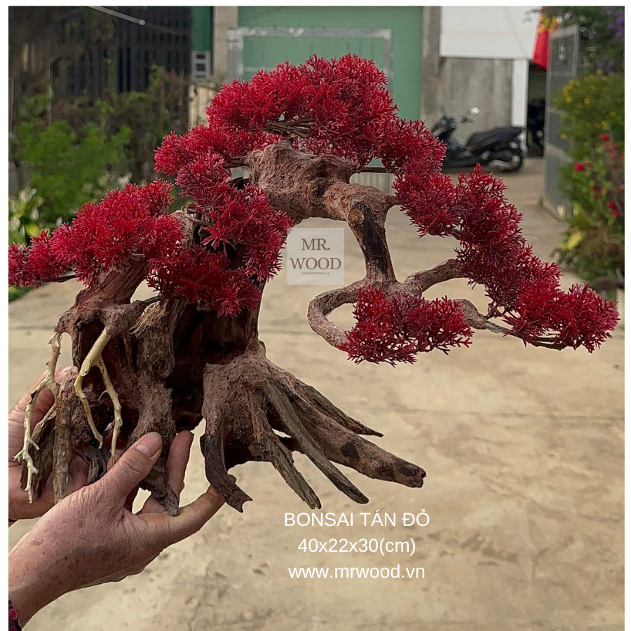 Lũa bonsai cho hồ cá cảnh- size trung