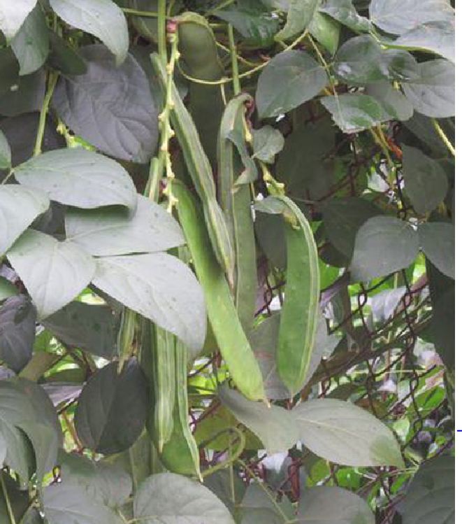 Hạt giống đậu ngự CT154 - Gói 10 hạt