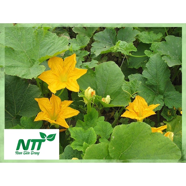 Hạt giống Bí ăn nụ TN