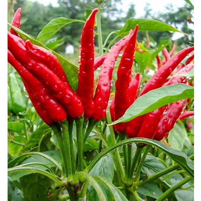 50H - #Hạt_Giống_Ớt_Chỉ_Thiên ( tặng kèm kích mầm và phân bón )