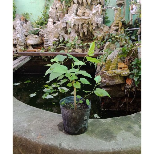 Cây Dâu Tằm - Cây cảnh sân vườn