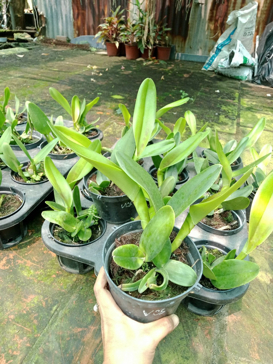 cattleya chậu trưởng thành- thơm bể mũi