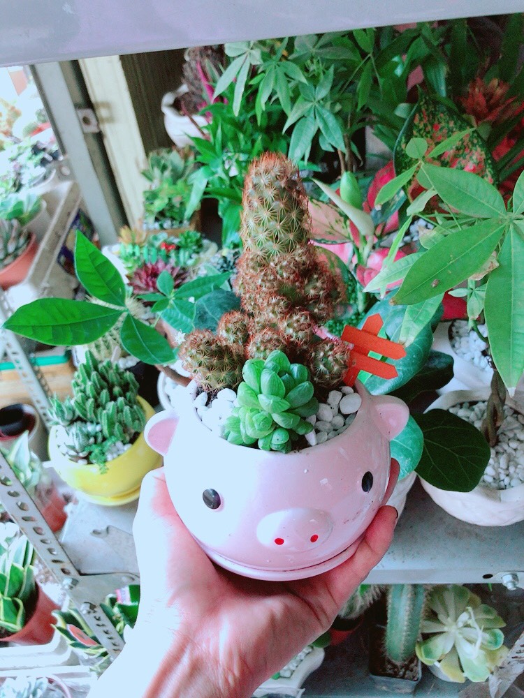 Chậu Xương Rồng Mix