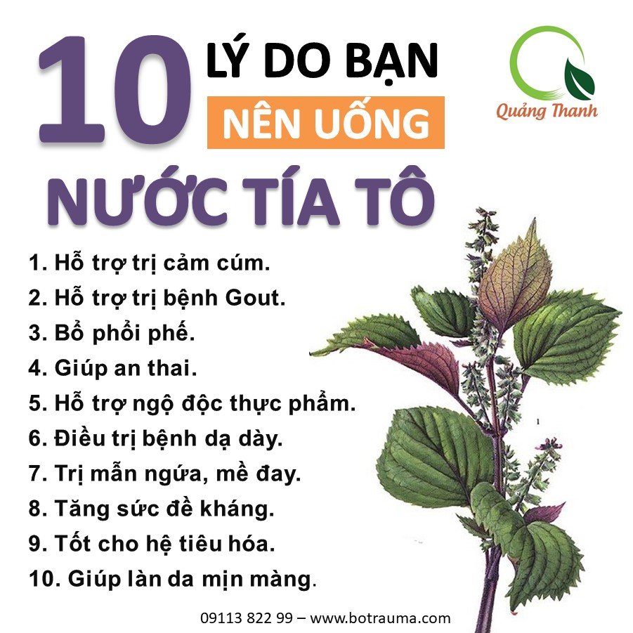 Bột Tía Tô