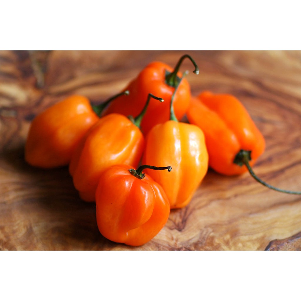 HẠT GIỐNG ỚT SIÊU CAY HABANERO