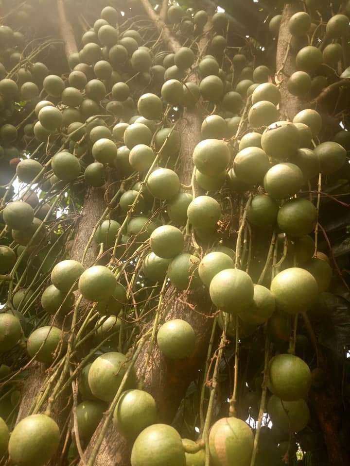 CÂY GIỐNG DÂU DA XANH 2 NĂM CHO TRÁI