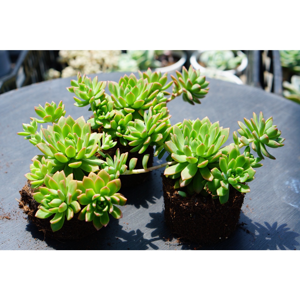 Sen đá mặt trời cam chậu trung size 8-9cm