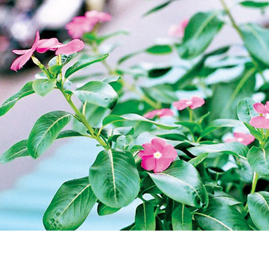 Dừa cạn khô 01 kg lh 0975449688