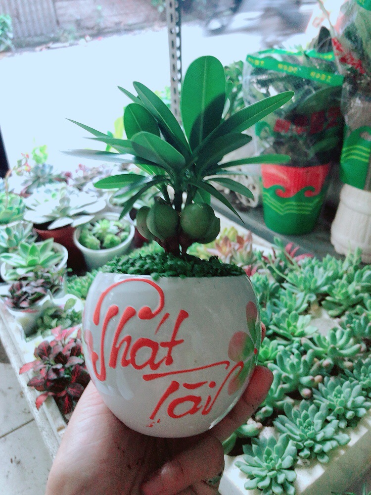 [HCM]Chậu Cây May Mắn Phát Tài