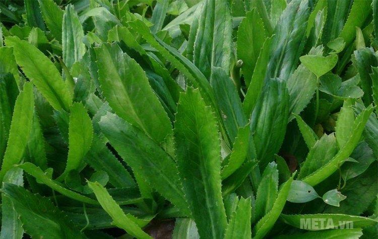 Hạt Giống Rau Mùi Tàu Rau Răng Cưa