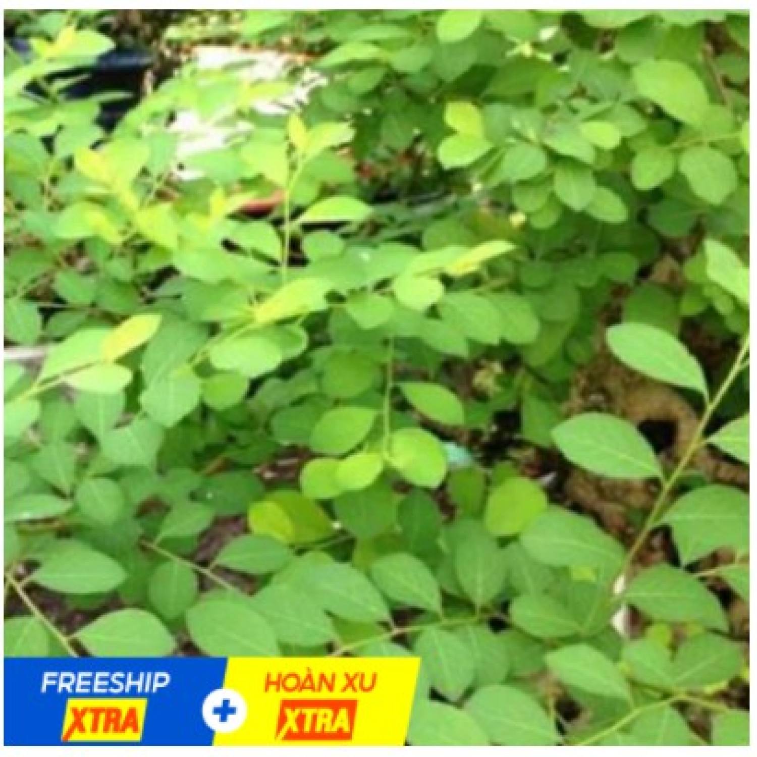 Cây mực ( phèn đen) khô 1KG hàng chuẩn lᴏại 1
