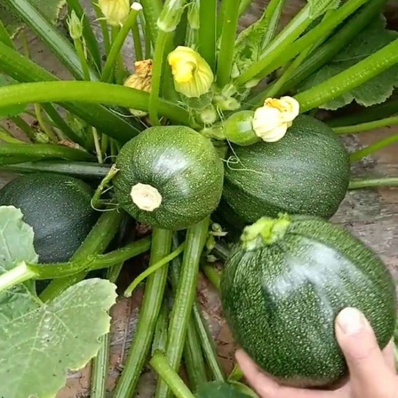 10H - Hạt giống bí ngòi tròn