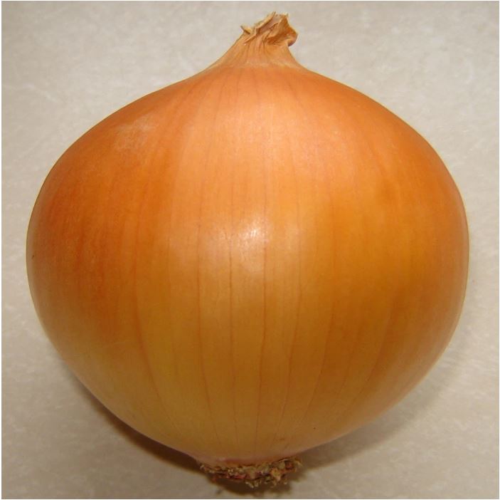 Hạt giống Hành củ vàng Grano - hành Tây PSV71 | Phởms Market