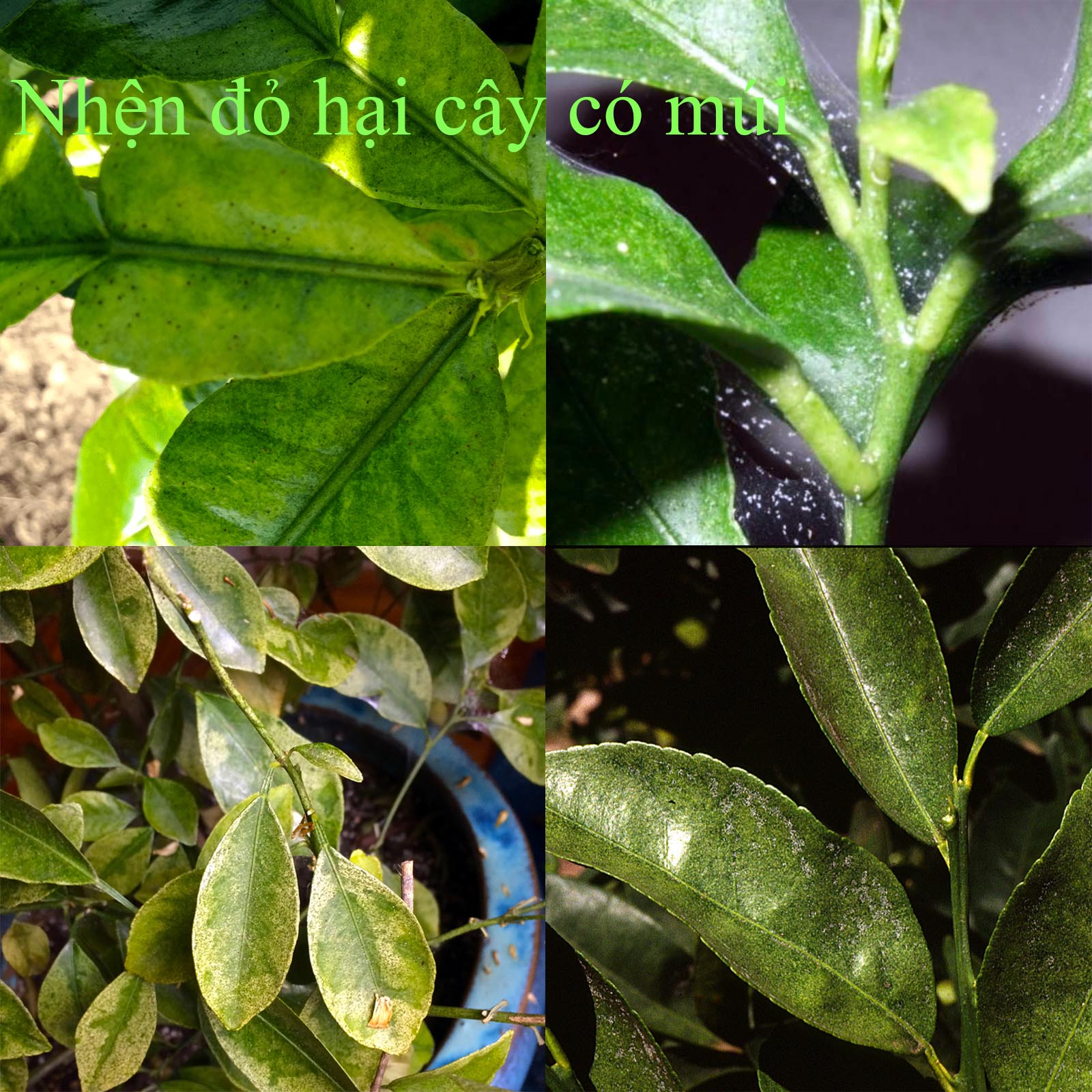 Thuốc sinh học đặc trị, diệt trừ nhện đỏ