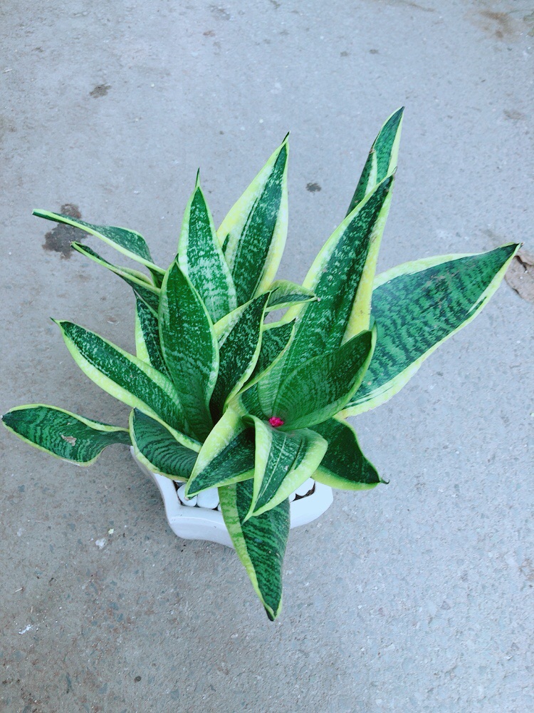 [HCM]Chậu Lưỡi Hổ Size Lớn