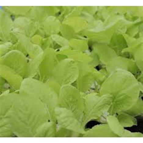 Hạt giống cải bẹ trắng lá vàng 20gram thu hoạch 35 ngày
