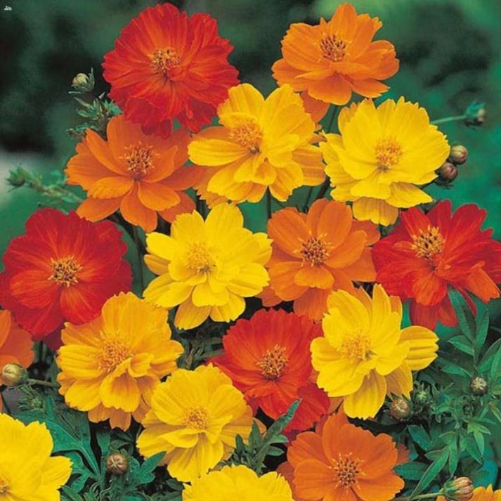 PHÂN BÓN LÁ CAO CẤP SIÊU RA RỄ TERRA -SORB 4 ROOT 100ML