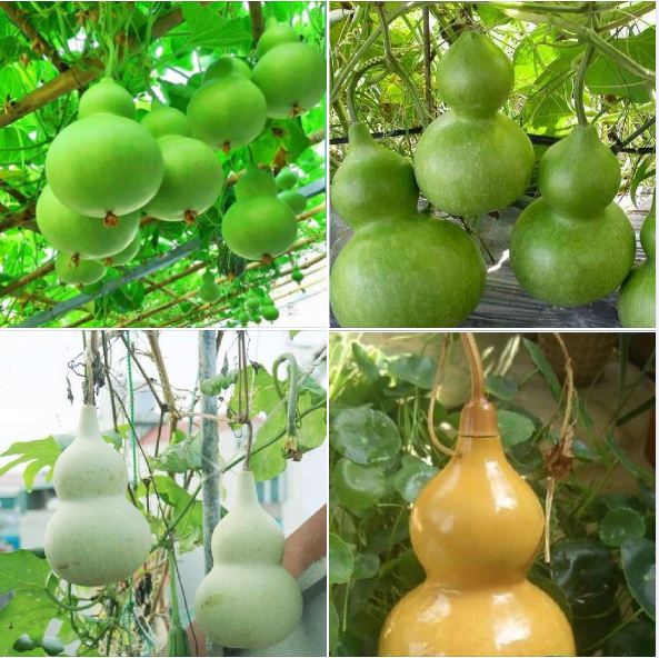 Combo 4 gói hạt giống bầu bí- ( bí hạt đậu +  bầu hồ lô + bí xanh dài + bầu sao )