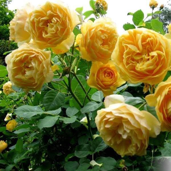 Hạt giống hoa hồng leo pháp nhiều màu