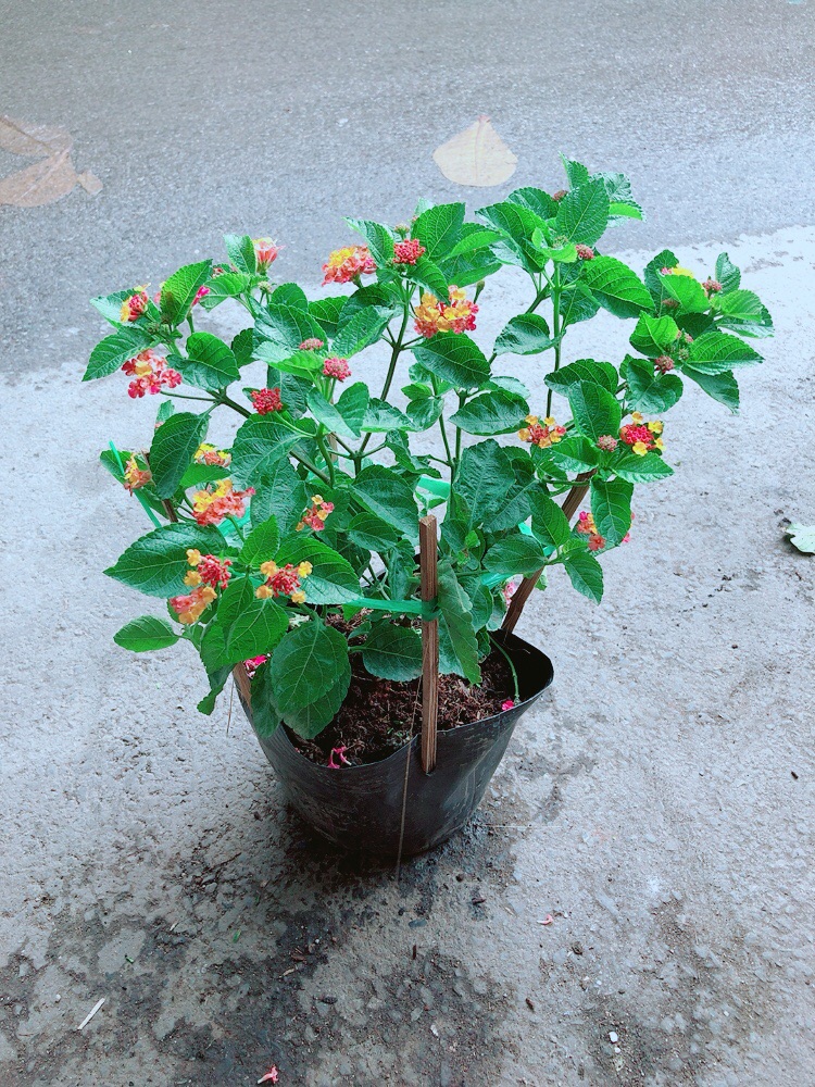 Cây Hoa Ngũ Sắc (có sẵn hoa)