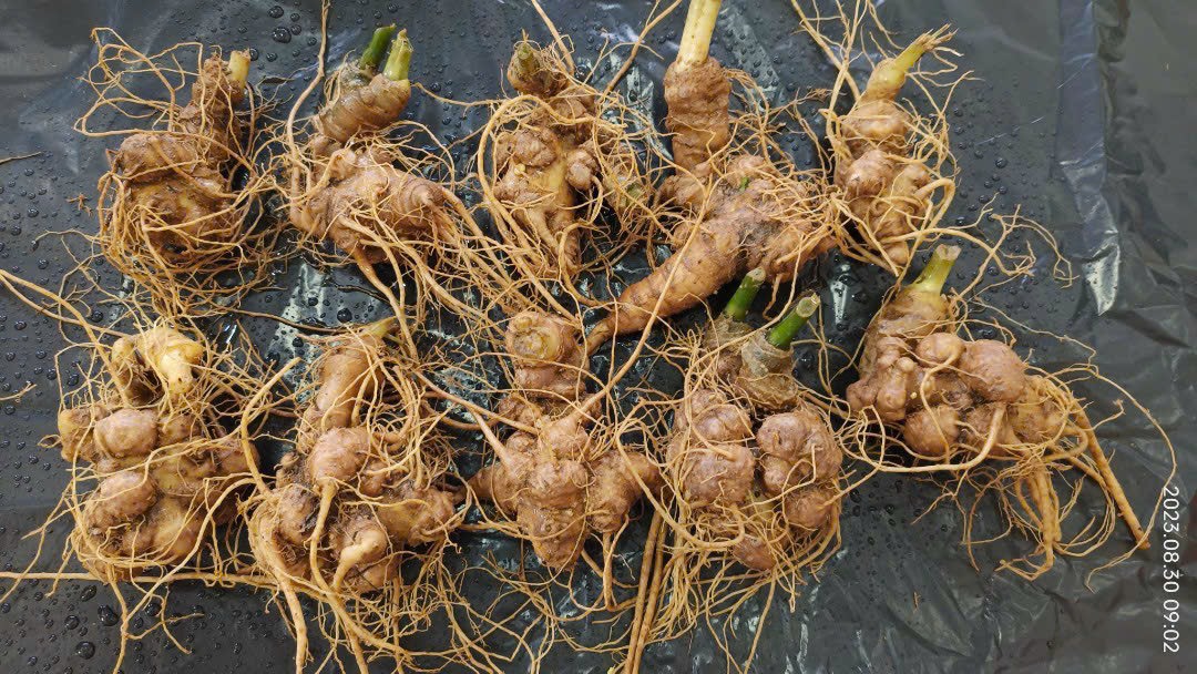 Ginseng pearly mussel 5-10/kg no leaf Clove forest with sassy ginseng