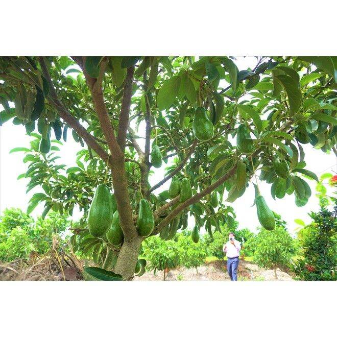 Cây giống bơ lùn thanh sơn (Có thể trồng chậu) (có tem chuẩn giống)