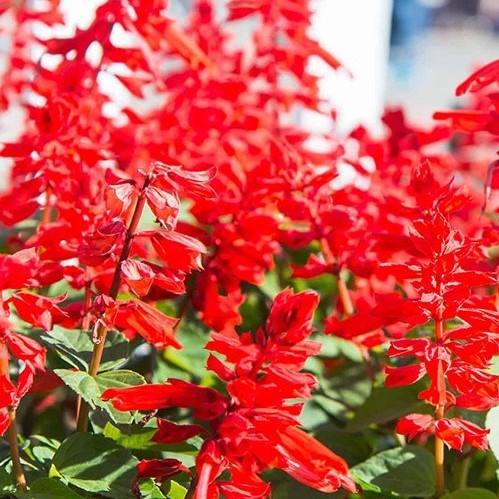 #Hạt giống xác pháo đỏ
