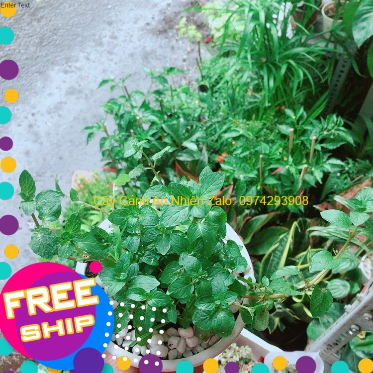 Chậu Cây Bạc Hà Doublemint