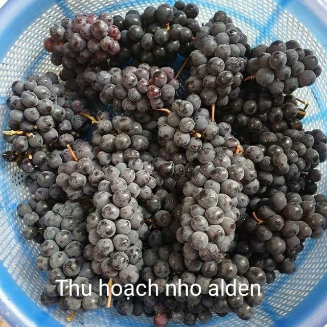 Cây Giống Nho Đen Alden