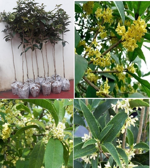 Cây mộc hương, giống Cây mộc hương ta cây lớn, hoa sai cực thơm