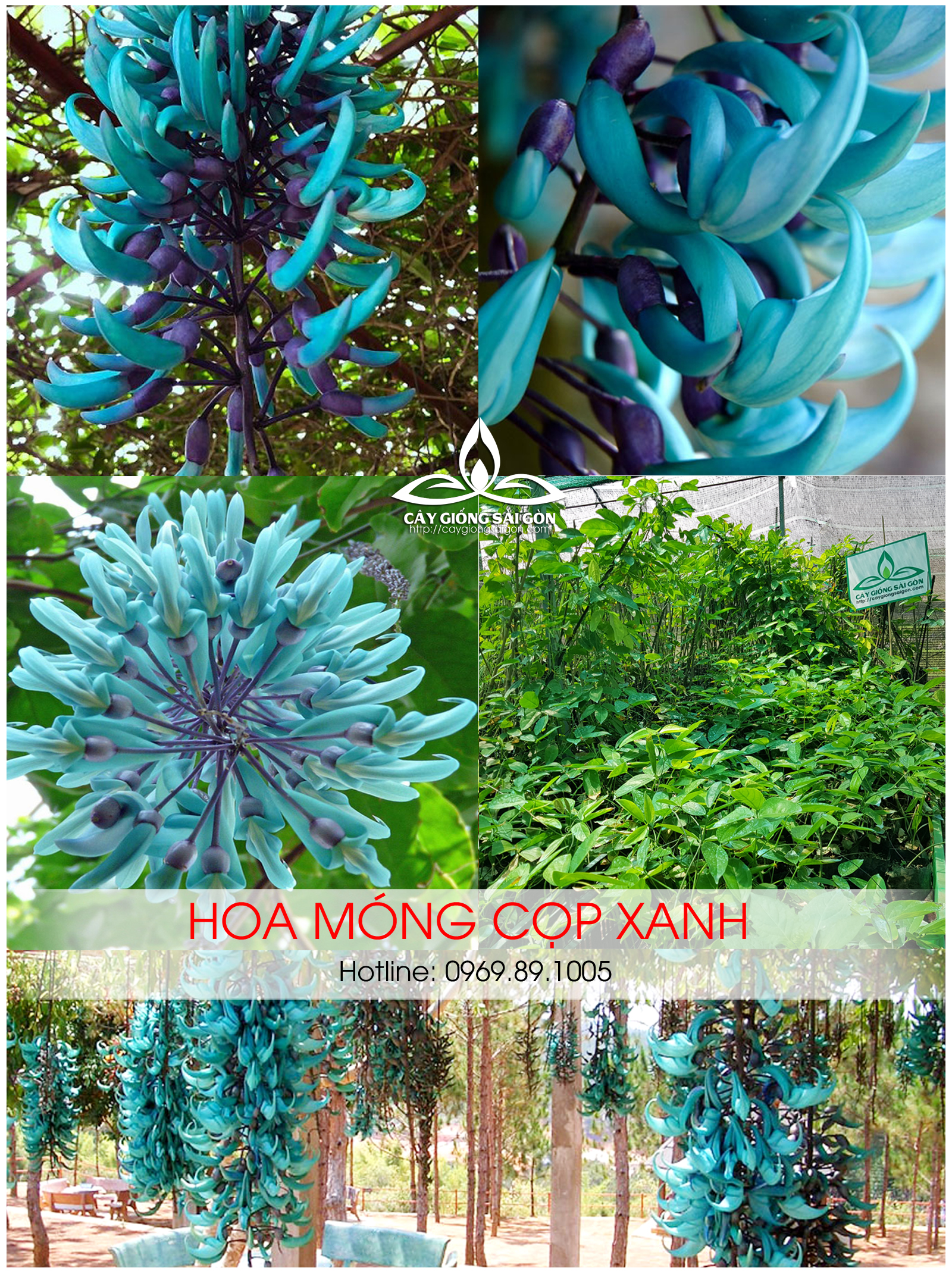 CÂY GIỐNG HOA MÓNG CỌP XANH CHUỖI HOA DÀI, HOA ĐẸP LẠ (cây cao 45-50cm) Hình cuối