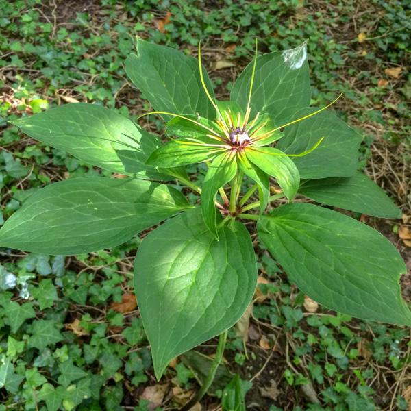 - paris polyphylla