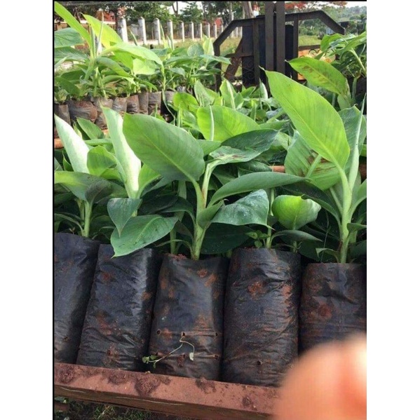 Cây giống chuối sáp nghệ siêu sớm (cây giống có bảo hành )