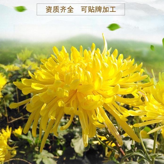 [HCM]Trà hoa cúc lụa hoàng gia 10 bông